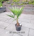 Palmboom Fortunei (zelfgekweekt), Tuin en Terras, Planten | Tuinplanten, Ophalen, Zomer, Overige soorten, Halfschaduw