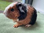 Lief beertje Willem, Dieren en Toebehoren, September, Mannelijk, Cavia