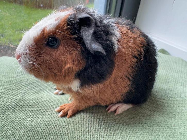Lief beertje Willem, Dieren en Toebehoren, Knaagdieren, Mannelijk, Cavia, September