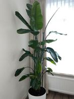 Strelitzia Nicolai XXL > 220 cm te koop, Huis en Inrichting, Kamerplanten, Ophalen of Verzenden, Overige soorten, 200 cm of meer