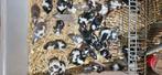 Kleur muizen, Meerdere dieren, Muis, Na 1 juli 2024
