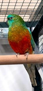 Fraaie Roodbuik roodrug man, Dieren en Toebehoren, Mannelijk, Parkiet