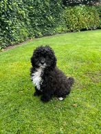 Schattige BOOMPOO (Poedel x Boomer) pups, Dieren en Toebehoren, Poedel, Nederland, CDV (hondenziekte), 8 tot 15 weken