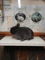 Kleurdwerg blauw, Vrouwelijk, Dwerg, 0 tot 2 jaar