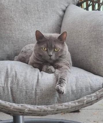 Wegens omstandigheden: 2 lieve katers