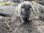 NHD Nederlandse hangoor dwergkonijn, Dieren en Toebehoren, Konijnen, Mannelijk, Dwerg, Hangoor