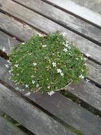 ACTIE isotoma, Overige soorten, Volle zon, Vaste plant, Ophalen of Verzenden