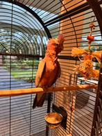Drie roze Kaketoes, tam, Dieren en Toebehoren, Vogels | Parkieten en Papegaaien, Meerdere dieren, Dwergpapegaai of Agapornis, Tam