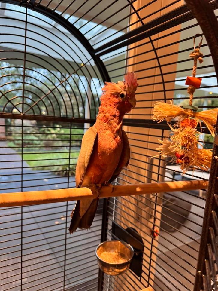 Drie roze Kaketoes, tam, Dieren en Toebehoren, Vogels | Parkieten en Papegaaien, Dwergpapegaai of Agapornis, Meerdere dieren, Tam