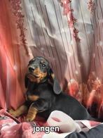 Prachtige teckel pup, Dieren en Toebehoren, Honden | Teckels en Dashonden, CDV (hondenziekte), 8 tot 15 weken, Korthaar, Dwerg