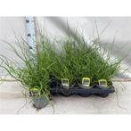 Juncus Effecus Spiralis Krulpitrus of Kurkentrekkersgras, Tuin en Terras, Planten | Tuinplanten, Ophalen, Overige soorten, Volle zon