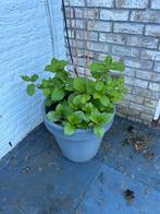 Blauw/paarse hortensia’s, Tuin en Terras, Planten | Tuinplanten, Zomer, Vaste plant, Ophalen of Verzenden, Overige soorten