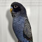 Gezocht jonge Blackface Blackwing violet pop, Dieren en Toebehoren, Vrouwelijk, Parkiet, Geringd