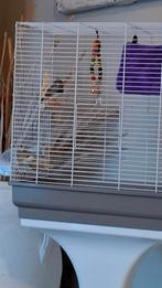 2 zebravinkjes paartje met mooie vogelkooi, Ophalen of Verzenden, Zo goed als nieuw, Metaal, Vogelkooi