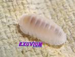 Cubaris murina Glacier isopods / pissebedden, Dieren en Toebehoren, Overige soorten