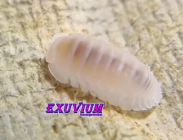 Cubaris murina Glacier isopods / pissebedden beschikbaar voor biedingen