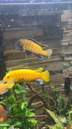 Cichlides 4 stuks, Vis