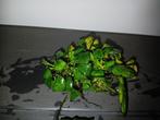 Anubias groot en klein blad, Ophalen, Plant(en), Steen of Hout