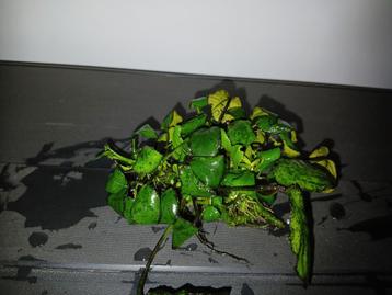 Anubias groot en klein blad beschikbaar voor biedingen