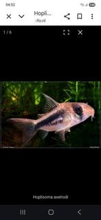 Corydoras Axelrody, Dieren en Toebehoren, Vissen | Aquariumvissen, Vis