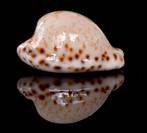 Schelpen: Cypraea edentula sanfrancisca 19,8mm  Zeldzaam, Ophalen of Verzenden, Schelp(en)