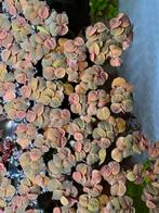 Drijf plant - Phyllanthus fluitans, Ophalen