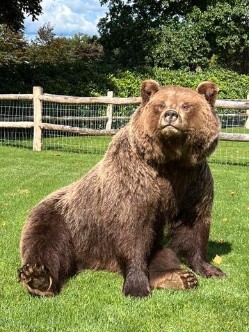 Opgezette bruine Beer  opgezet taxidermy beschikbaar voor biedingen