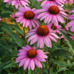 Zonnehoed, Echinacea purpurea , Volle zon, Vaste plant, Zomer, Ophalen