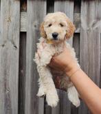 Zeer mooie Medium Golden Doodle pups f4b, Dieren en Toebehoren, Overige rassen, 8 tot 15 weken, Meerdere, Meerdere dieren