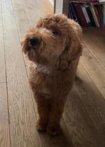 kleine medium /mini Australian Labradoodle pure AL dekreu, Reu, CDV (hondenziekte), 1 tot 2 jaar, Eén hond