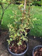 Hulst struik , ongeveer 100 cm hoog , staat in de kuip . kan, Ophalen, Hulst, Struik, 100 tot 250 cm