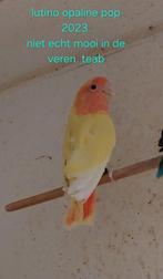 Agapornis roseicollis lutino opaline 2023, Vrouwelijk, Geringd