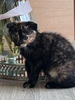 Kruising britse korthaar, Poes