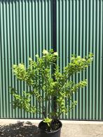 Hydrangea paniculata ‘limelight’ 130 cm hoog, Ophalen, Hortensia, Struik, 100 tot 250 cm