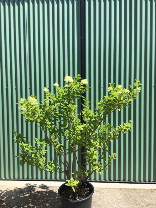 Hydrangea paniculata ‘limelight’ 130 cm hoog, Tuin en Terras, Planten | Struiken en Hagen, Struik, Hortensia, 100 tot 250 cm, Ophalen