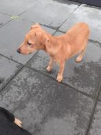 Heide terrier / Duitse jacht terrier, Dieren en Toebehoren, Rabiës (hondsdolheid), 8 tot 15 weken, Meerdere, Meerdere dieren