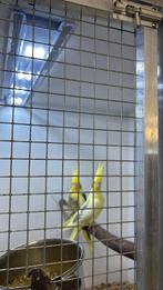 Gevraagd bonte valkparkieten, Dieren en Toebehoren, Meerdere dieren, Parkiet