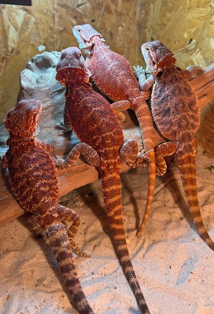 Div rode baardagamen jonkies, Dieren en Toebehoren, Reptielen en Amfibieën, Hagedis, 0 tot 2 jaar