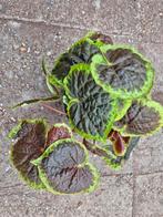 Begonia Dongoranensis XXL p15, Ophalen of Verzenden, Halfschaduw, Minder dan 100 cm