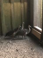 Pauwen kuikens, Dieren en Toebehoren, Pluimvee
