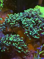Green tip hamer koraal stek,, Dieren en Toebehoren, Vissen | Aquariumvissen, Overige typen