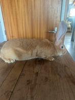 Gele Vlaamse reus, Dieren en Toebehoren, Konijnen, Mannelijk, Groot