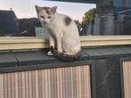 Zeer lieve vrouwtje kat, Poes, Kortharig, 0 tot 2 jaar