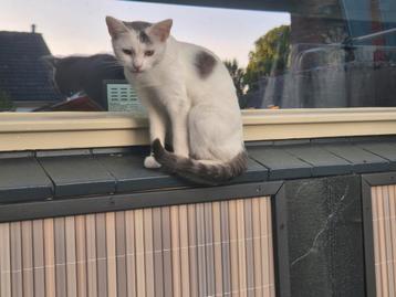Zeer lieve vrouwtje kat  beschikbaar voor biedingen