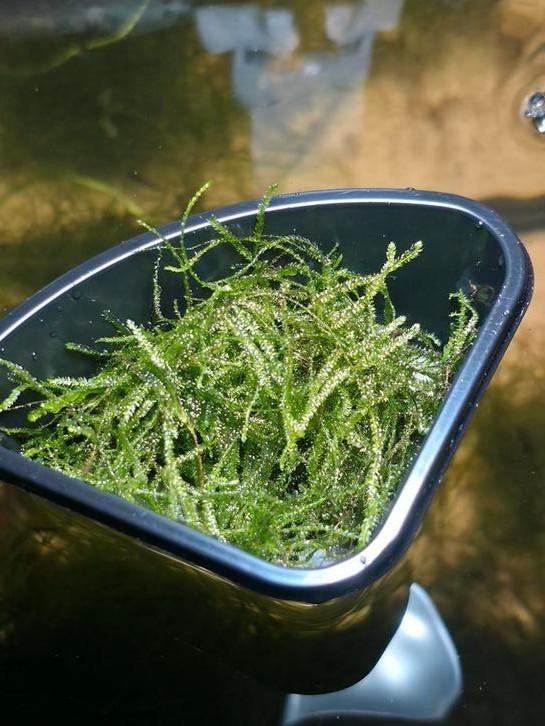 Bakje javamos (tijdelijk uitverkocht), Dieren en Toebehoren, Vissen | Aquariumvissen, Zoetwatervis, Overige typen