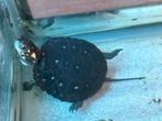 Druppelschildpad Clemmys guttata NK25, Dieren en Toebehoren, Reptielen en Amfibieën, Schildpad, 0 tot 2 jaar