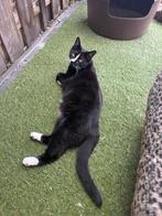 Lieve jonge poes (halve Maine Coon) ter herplaatsing, Dieren en Toebehoren, Katten en Kittens | Raskatten | Langhaar, Meerdere dieren
