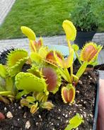 Dionaea Muscipula Chinese Dumpling Vleesetende plant, Tuin en Terras, Planten | Tuinplanten, Overige soorten, Volle zon, Vaste plant