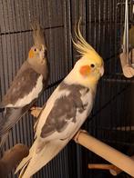 Mooi koppel valkparkieten TT kwaliteit, Meerdere dieren, Parkiet