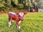 Te koop witrug stier kalf. gewijzigd op 13-8, Mannelijk, 0 tot 2 jaar